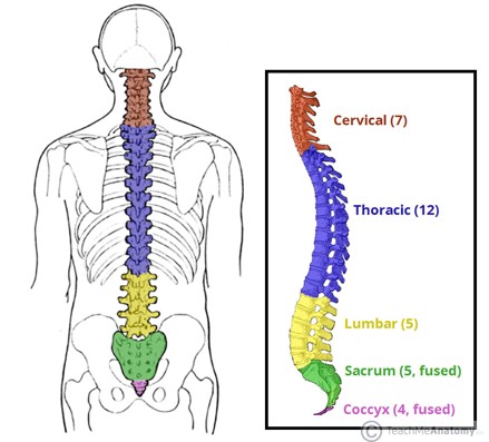 Diagram: spine-anatomy